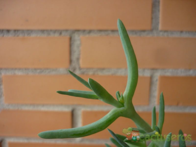 Una foto de Malephora lutea  