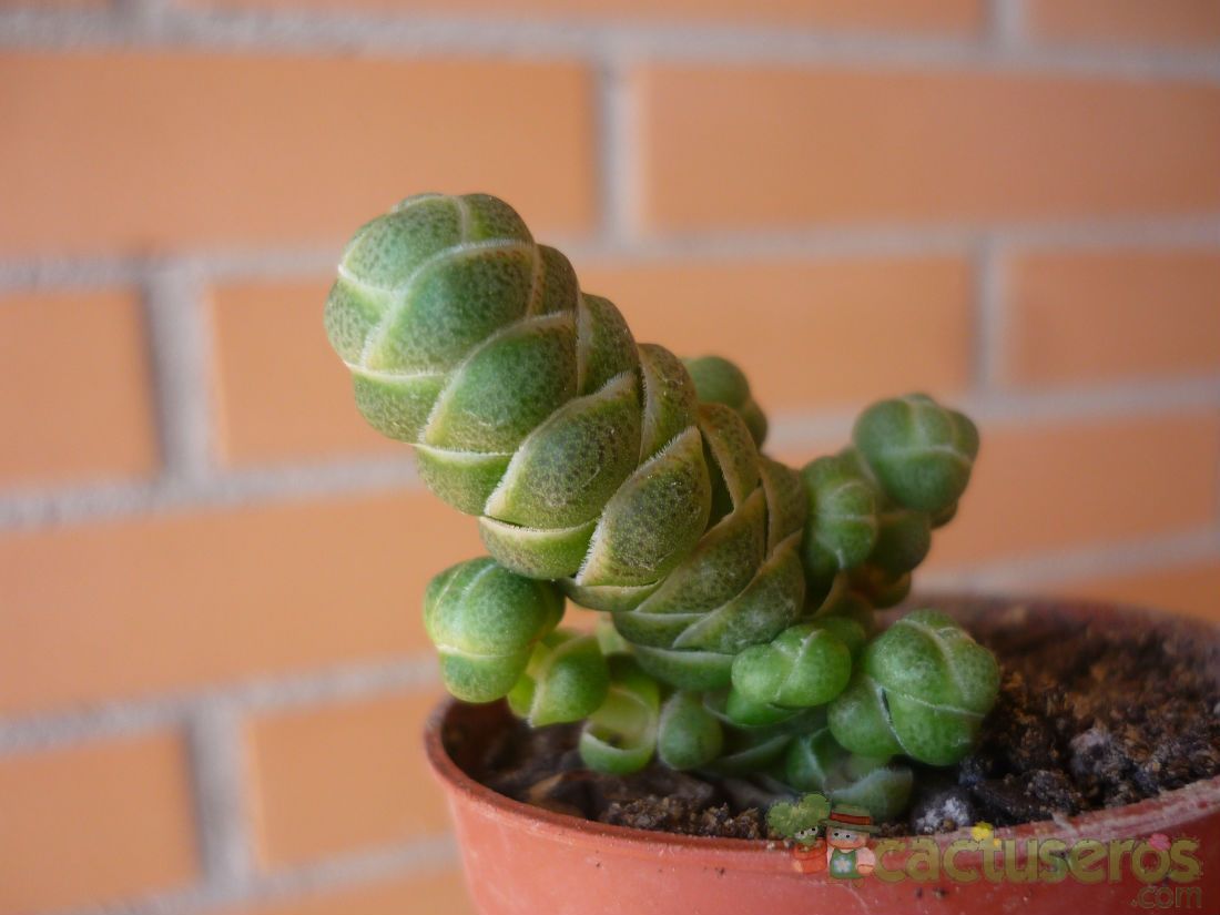 A photo of Crassula barklyi