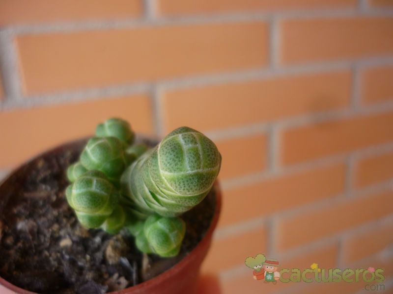 A photo of Crassula barklyi