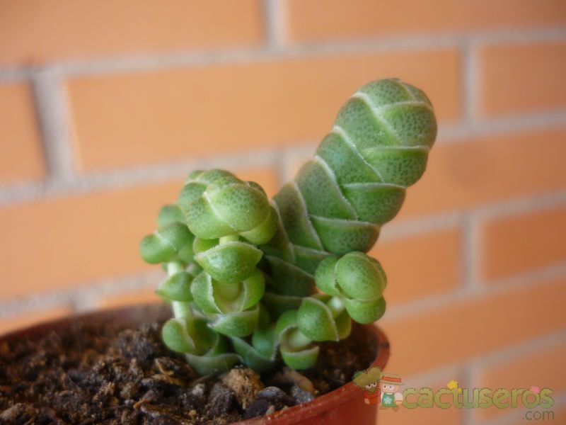 A photo of Crassula barklyi