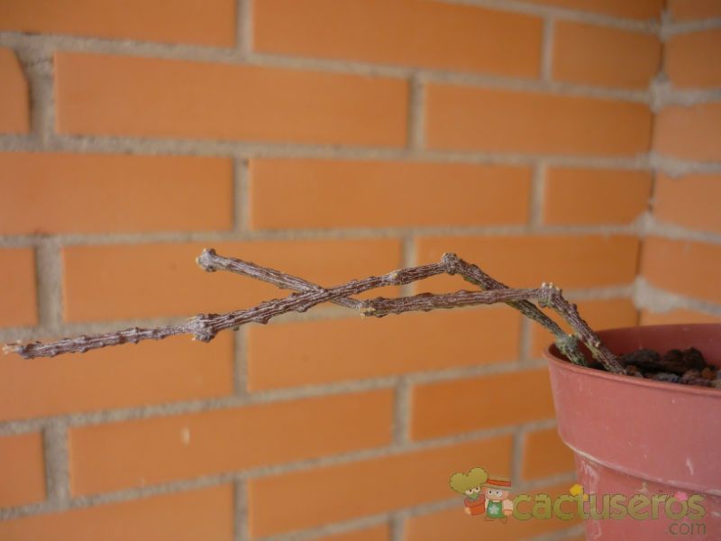 A photo of Cynanchum marnierianum  