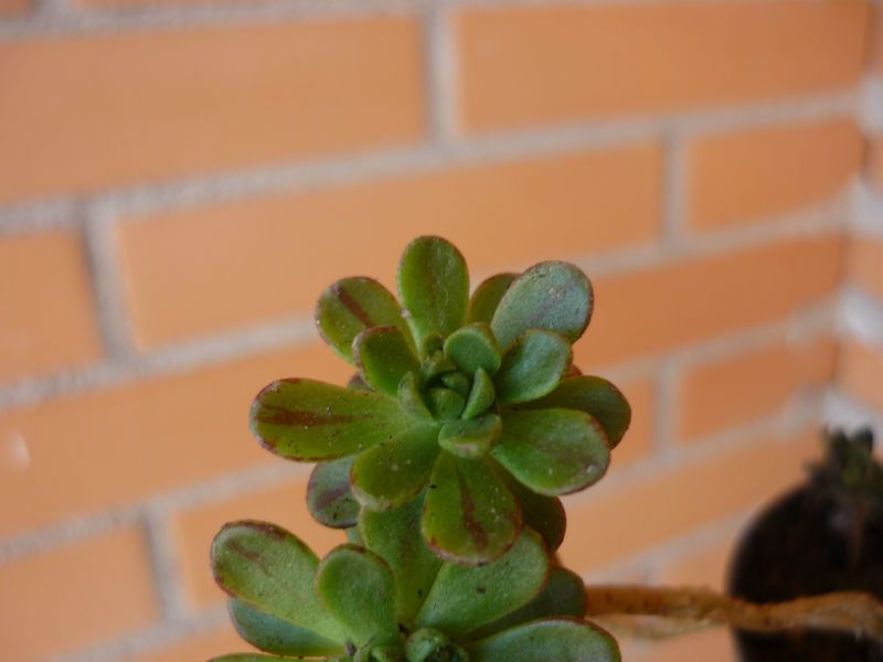 A photo of Aeonium x casanovense (Aeonium spathulatum x Aeonium sedifolium)