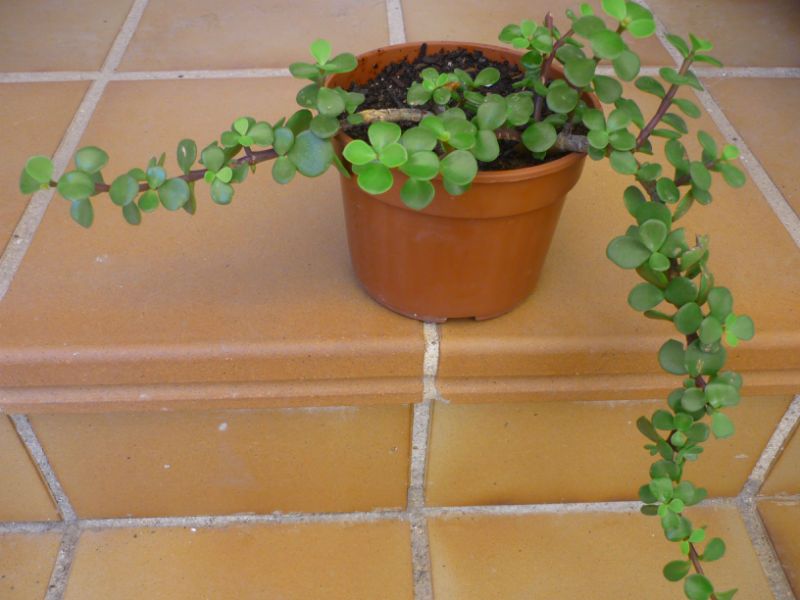 Una foto de Portulacaria afra