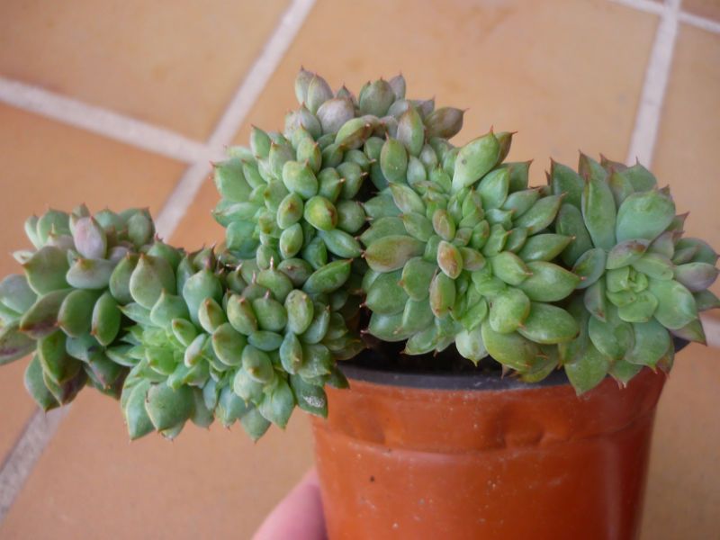 A photo of Echeveria x gilva fma. crestada