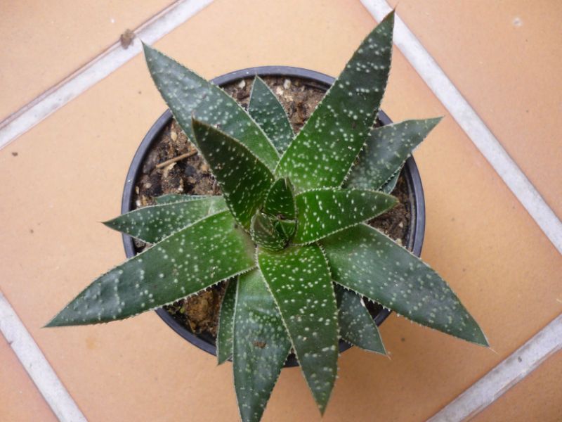 A photo of Gasteraloe beguinii (Aloe aristata x Gasteria carinata var. verrucosa)