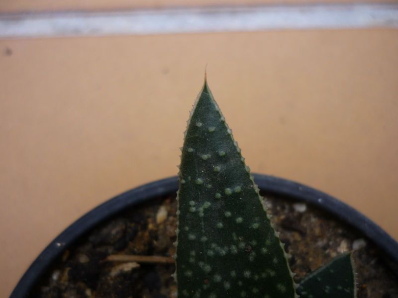 A photo of Gasteraloe beguinii (Aloe aristata x Gasteria carinata var. verrucosa)