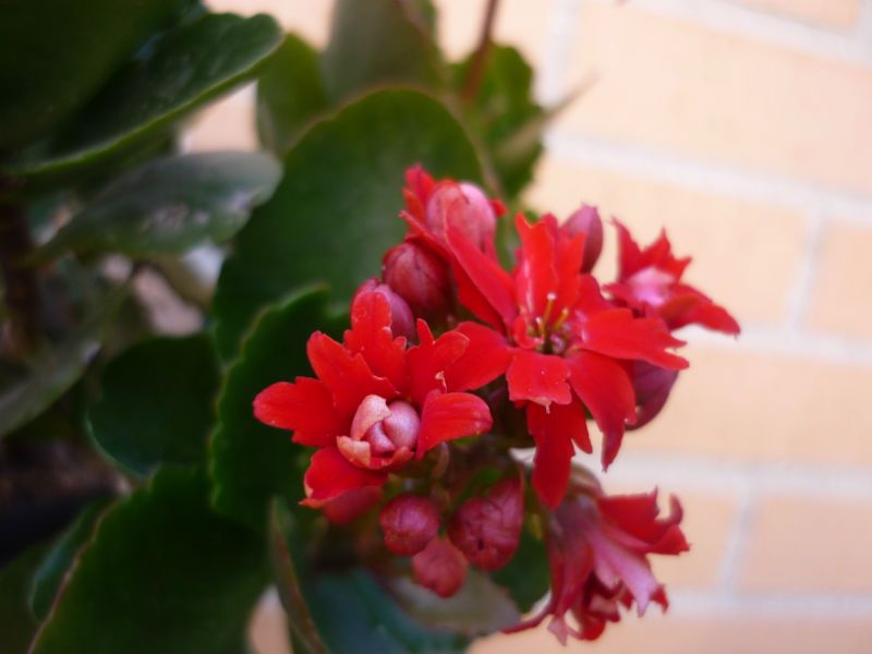 A photo of Kalanchoe blossfeldiana
