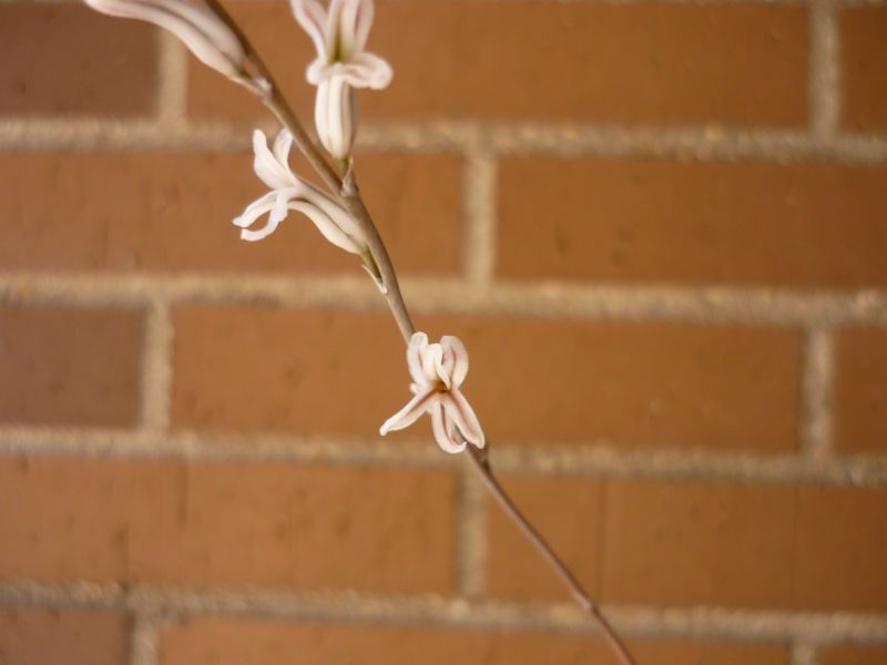 Una foto de Haworthia decipiens