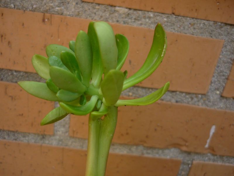 A photo of Sedum praealtum
