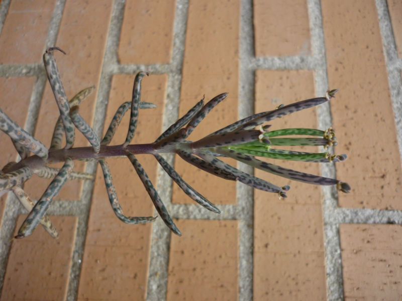 Una foto de Bryophyllum delagoense