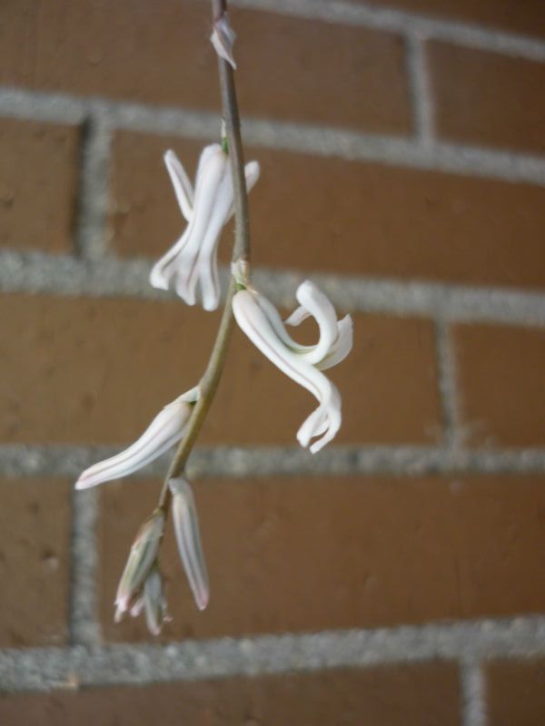 A photo of Haworthia marumiana var. batesiana