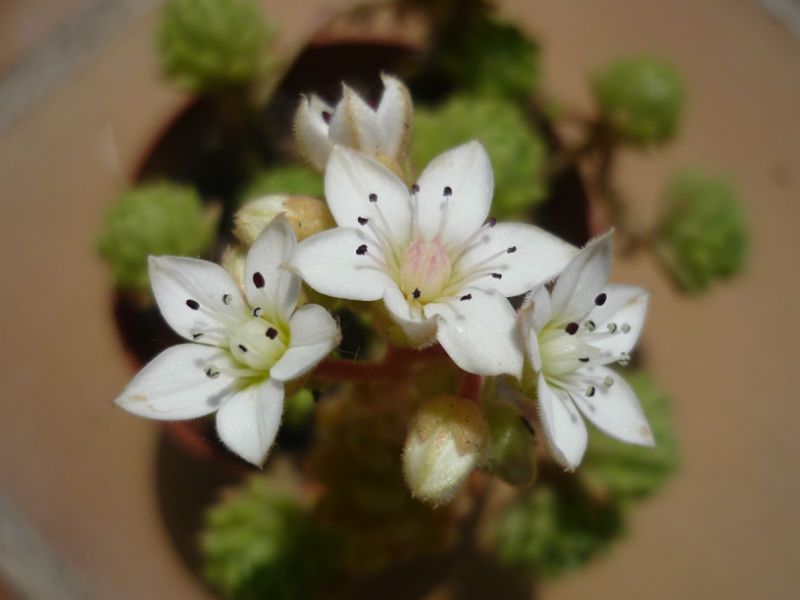 A photo of Sedum hirsutum ssp. baeticum