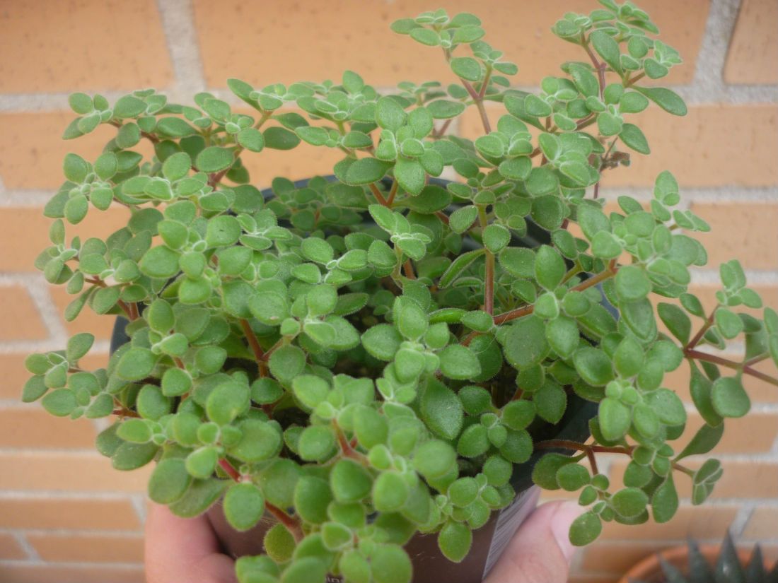 Una foto de Crassula expansa ssp. fragilis