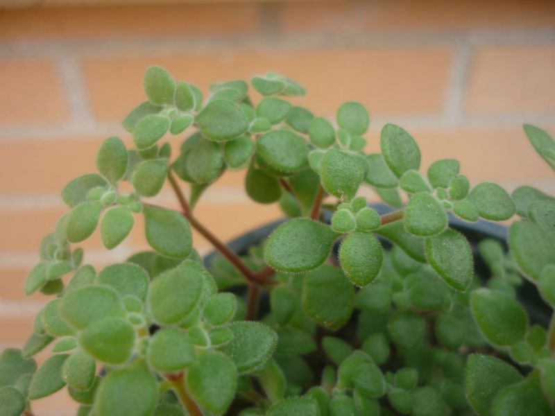 Una foto de Crassula expansa ssp. fragilis