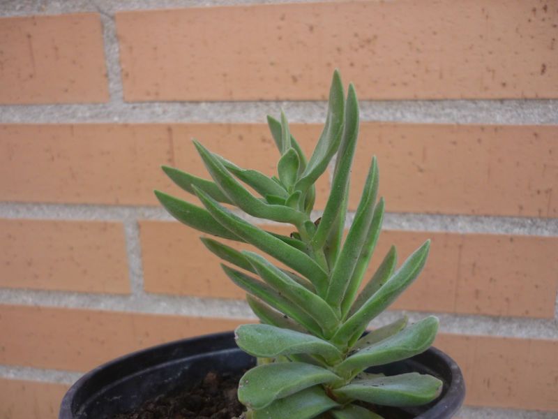 A photo of Crassula pubescens subsp. rattrayi