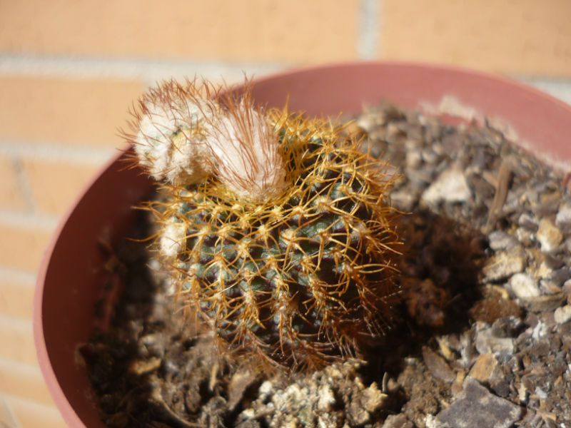 A photo of Frailea mammifera