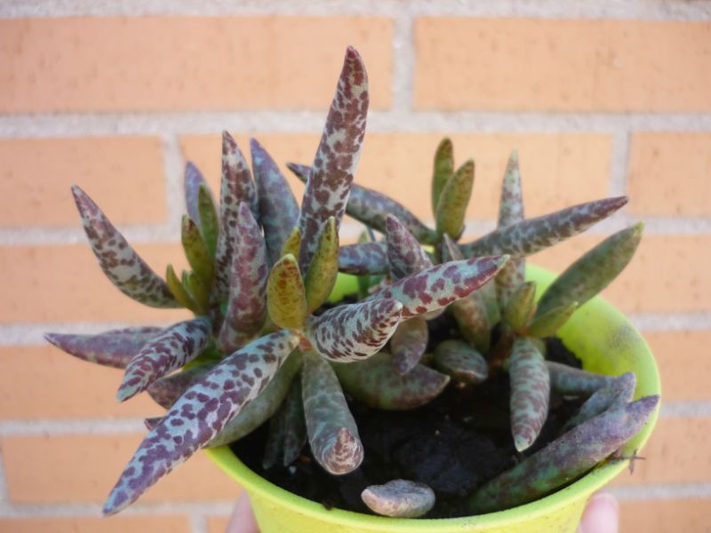 Una foto de Adromischus filicaulis