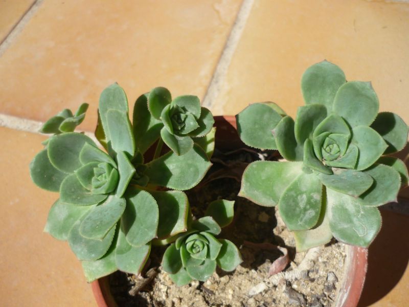 Una foto de Aeonium haworthii