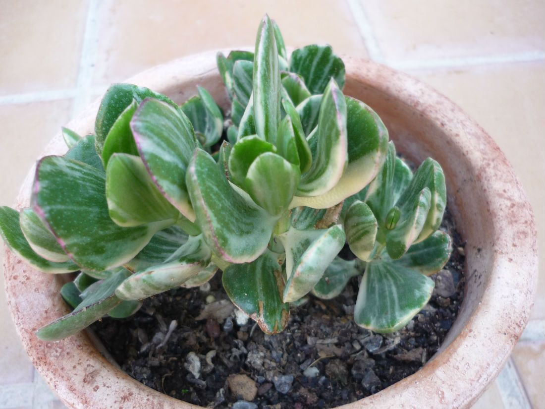 A photo of Crassula ovata fma. variegada