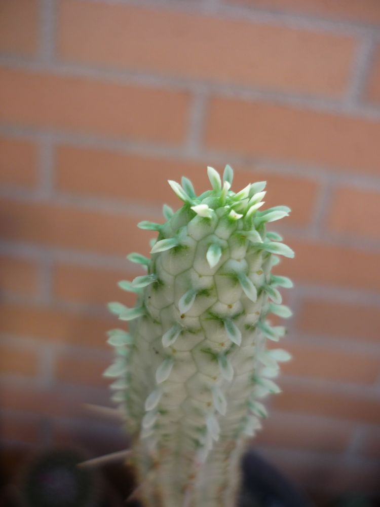 Una foto de Euphorbia mammillaris fma. variegada