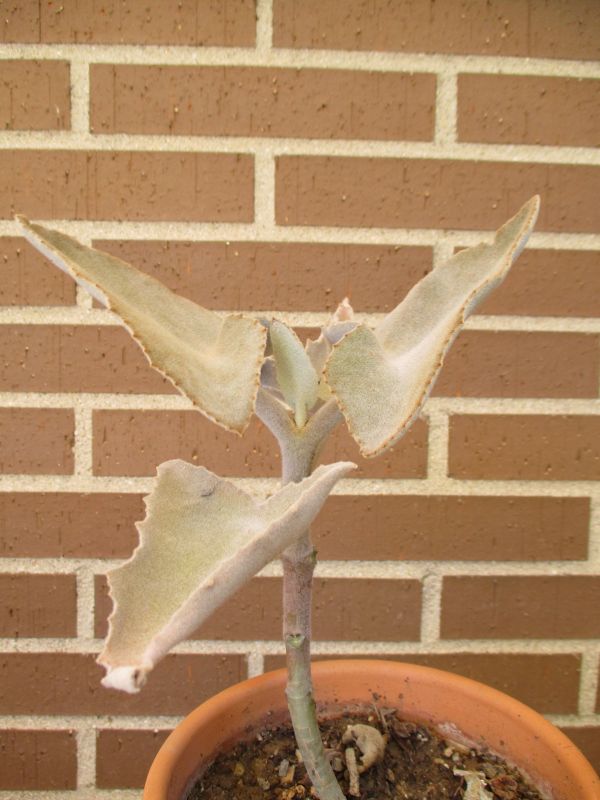 A photo of Kalanchoe beharensis