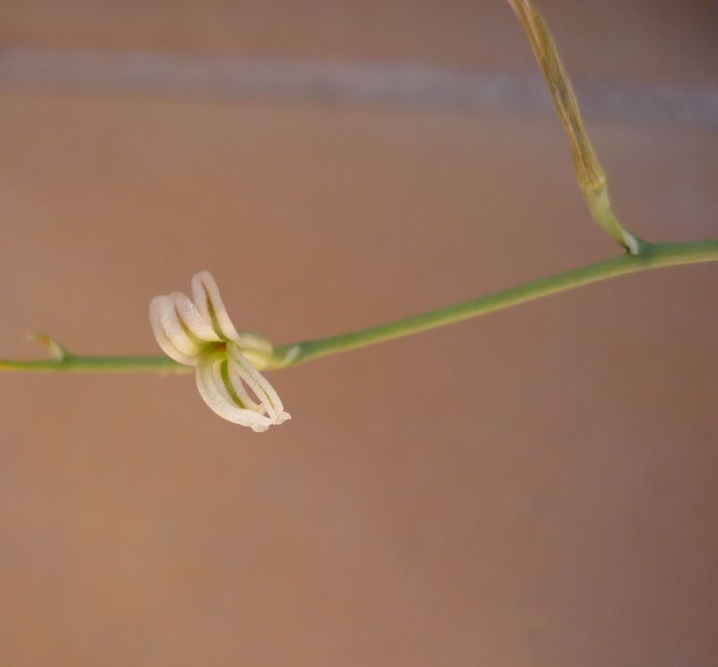 Una foto de Haworthia viscosa