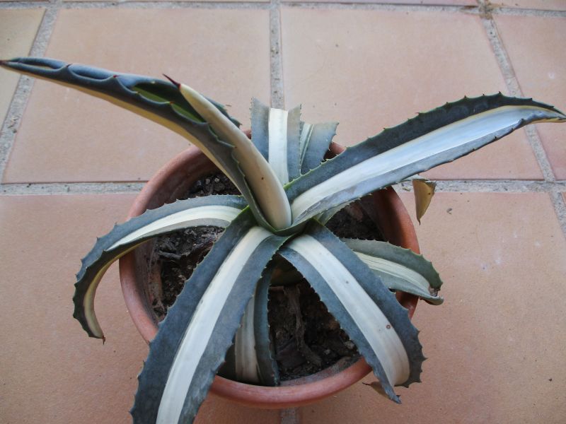 A photo of Agave americana var. mediopicta fma. alba