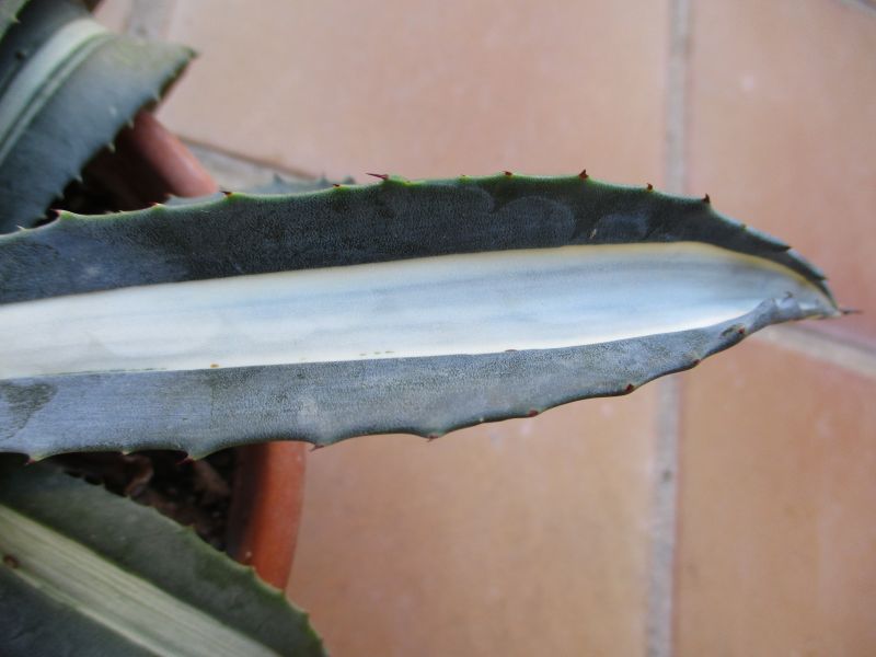 Una foto de Agave americana var. mediopicta fma. alba