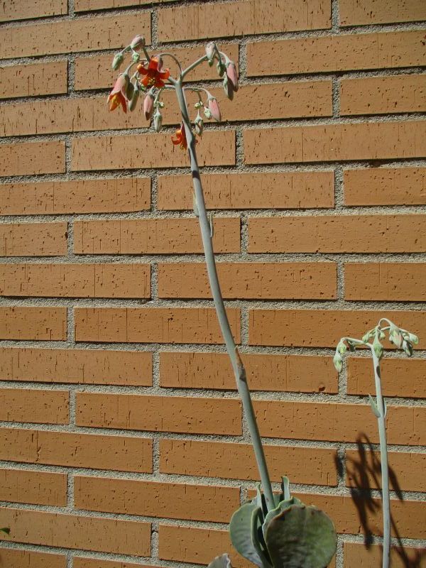 Una foto de Cotyledon orbiculata var. undulata