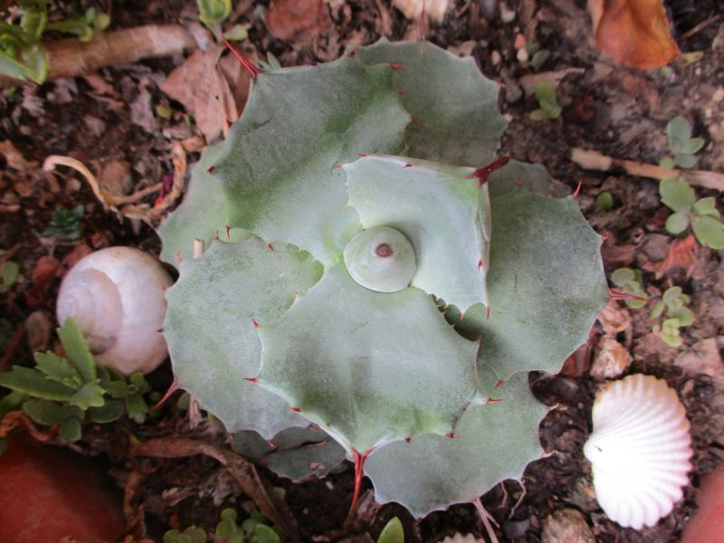 A photo of Agave potatorum cv. shoji raijin