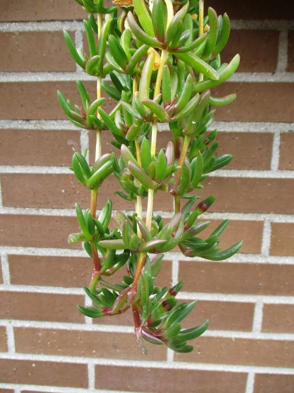 A photo of Delosperma floribundum