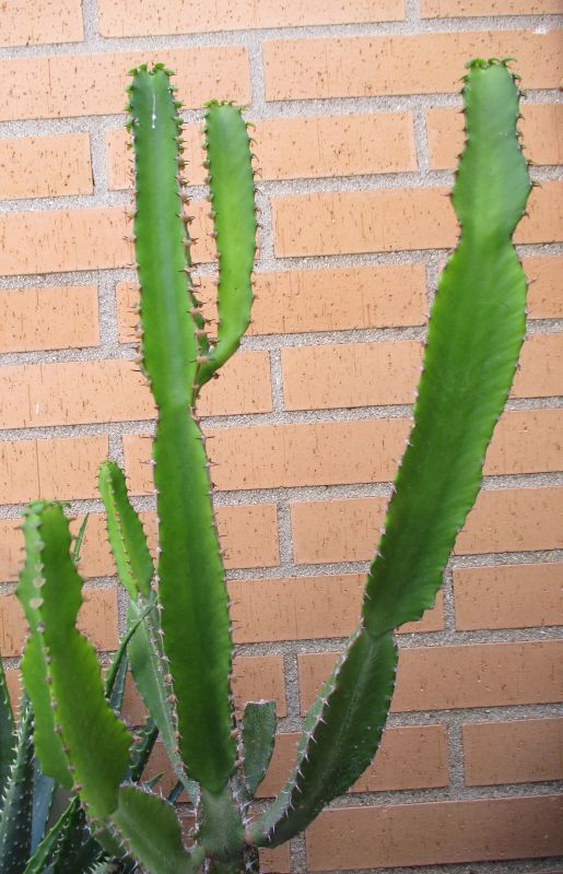 Una foto de Euphorbia triangularis