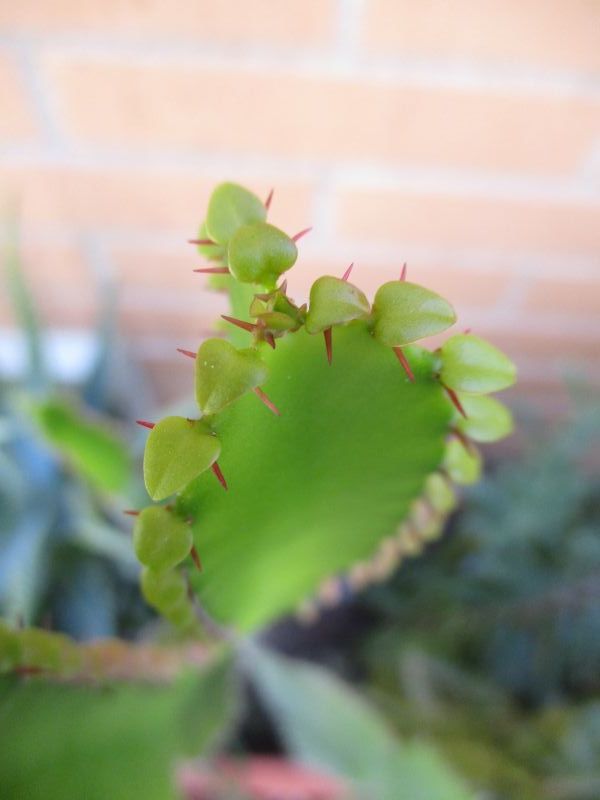 Una foto de Euphorbia triangularis