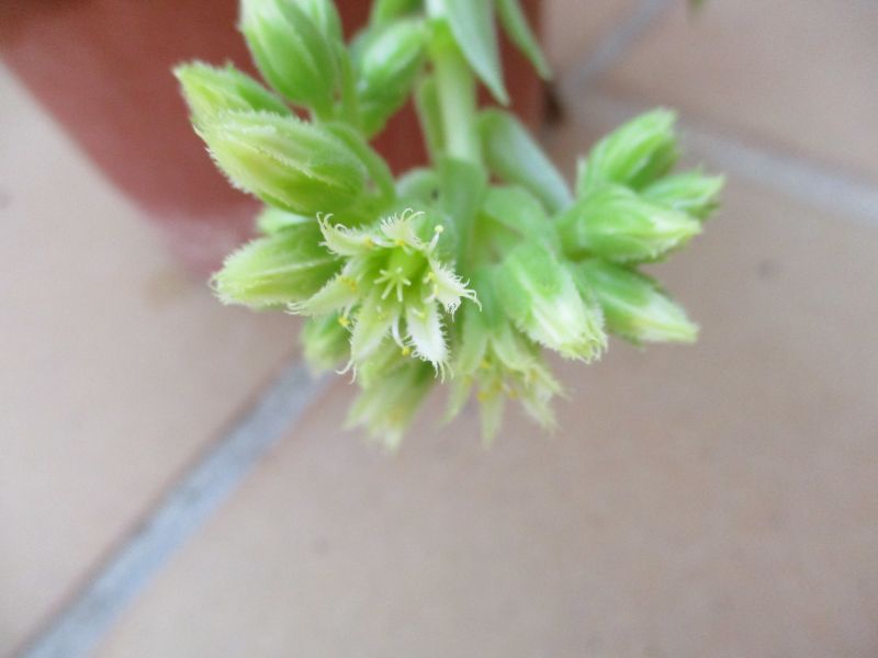 Una foto de Sempervivum globiferum subsp. hirtum
