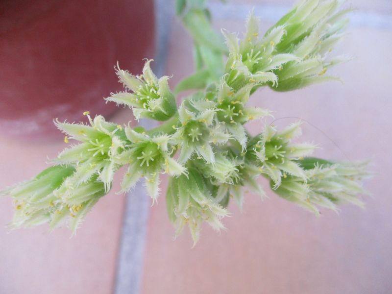 Una foto de Sempervivum globiferum subsp. hirtum