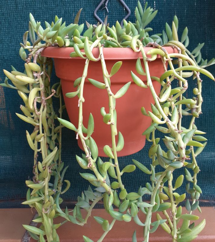 Una foto de Senecio radicans