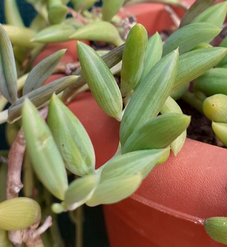 Una foto de Senecio radicans