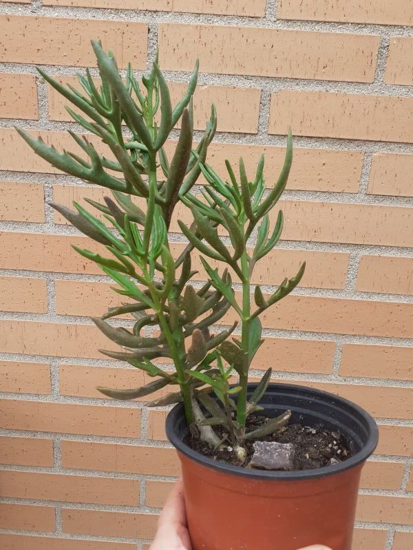 Una foto de Kalanchoe x kewensis (HIBRIDO)