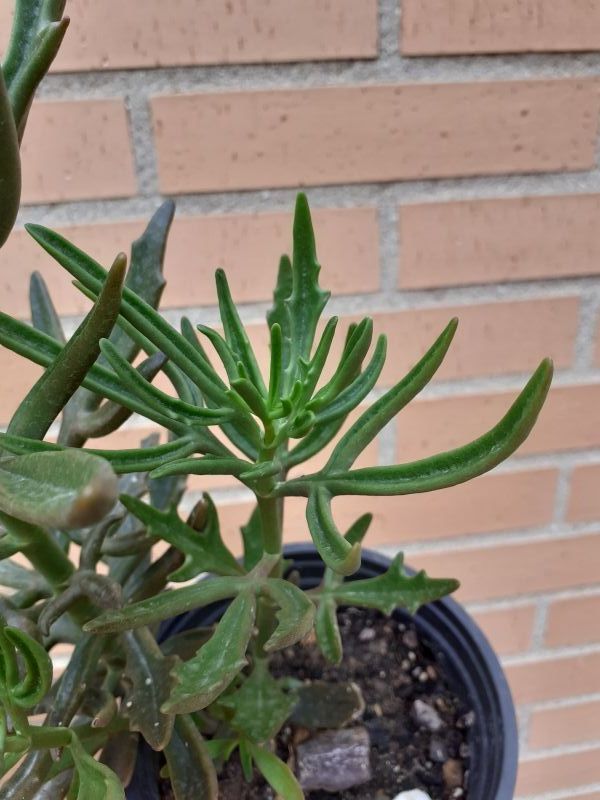 Una foto de Kalanchoe x kewensis (HIBRIDO)
