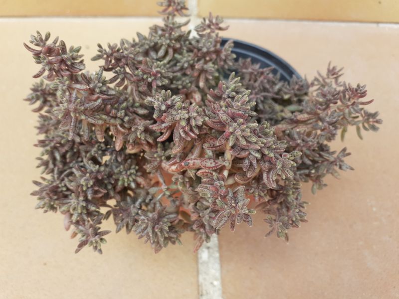 A photo of Crassula humbertii  