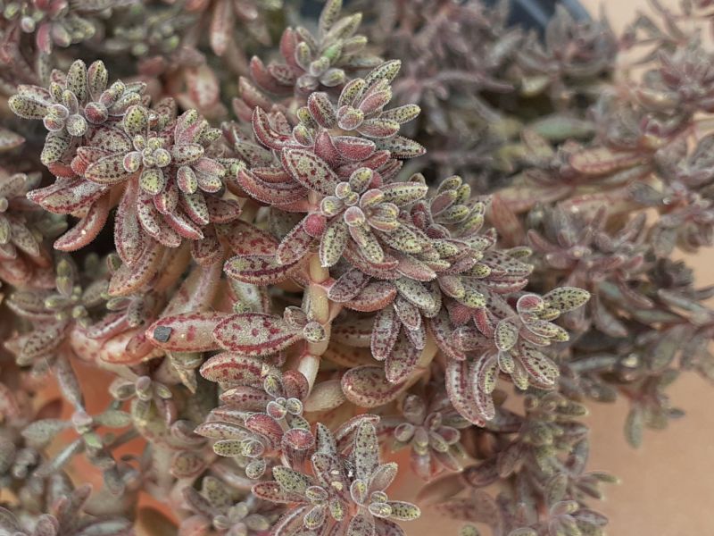 A photo of Crassula humbertii  