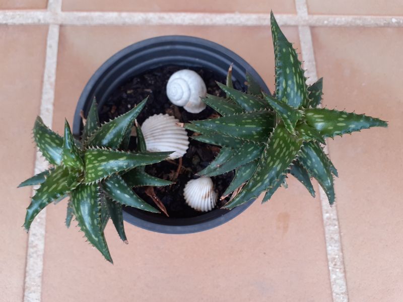 A photo of Aloe jucunda