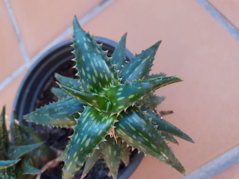 A photo of Aloe jucunda