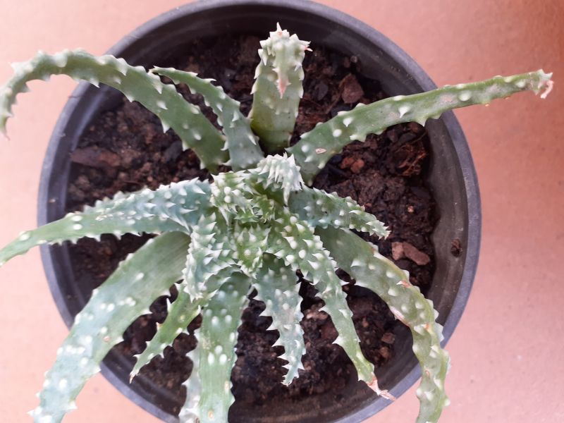 A photo of Aloe humilis  