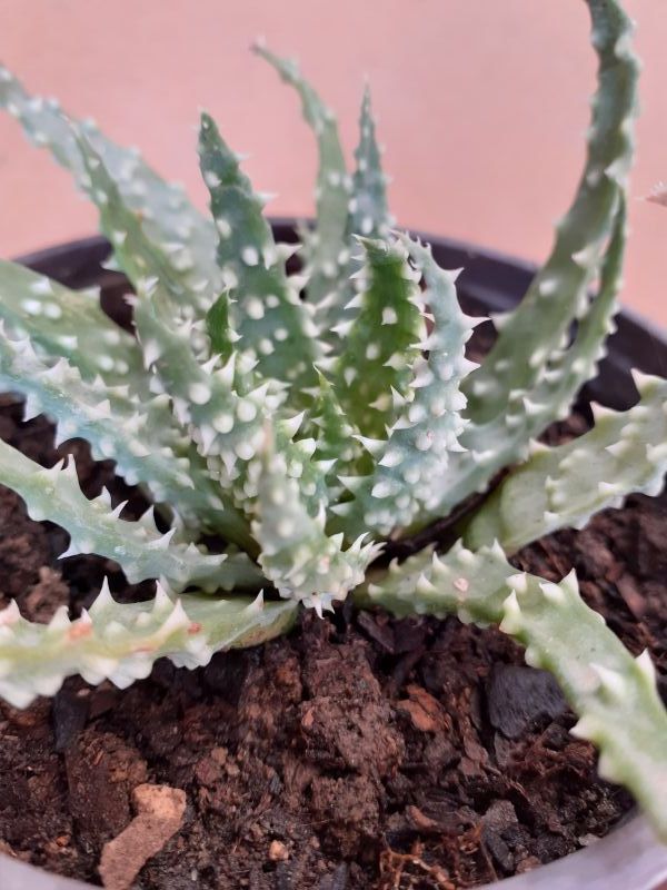 A photo of Aloe humilis  