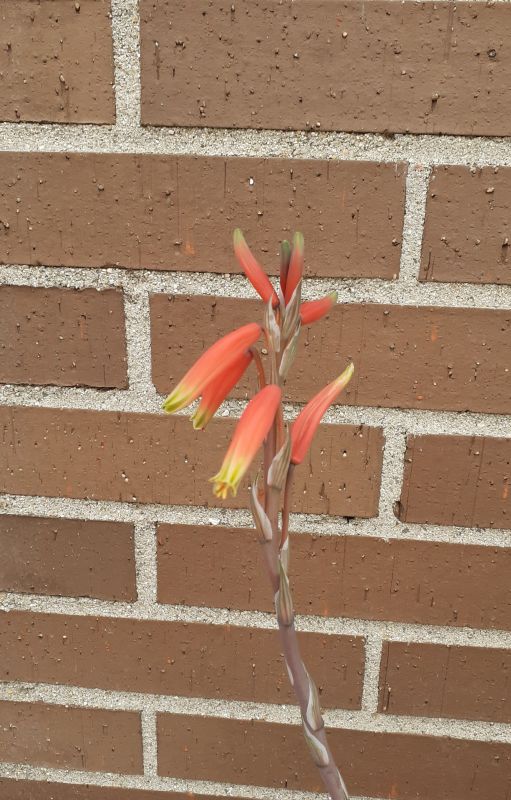 A photo of Aloe humilis  