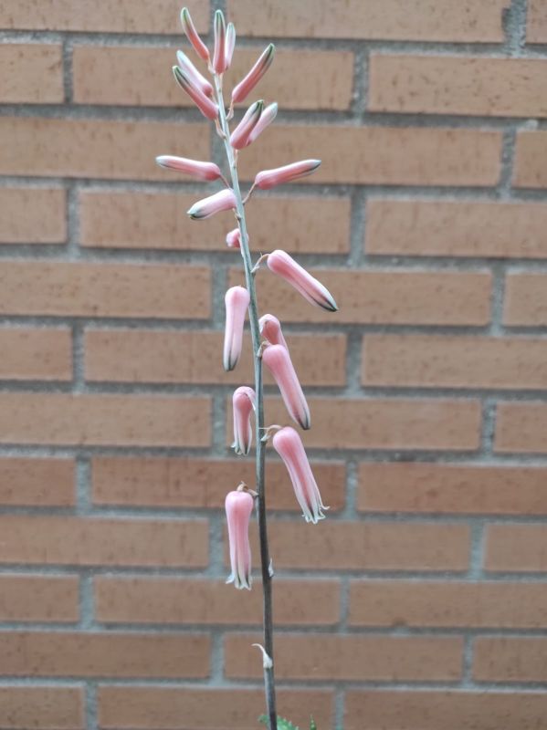 A photo of Aloe jucunda