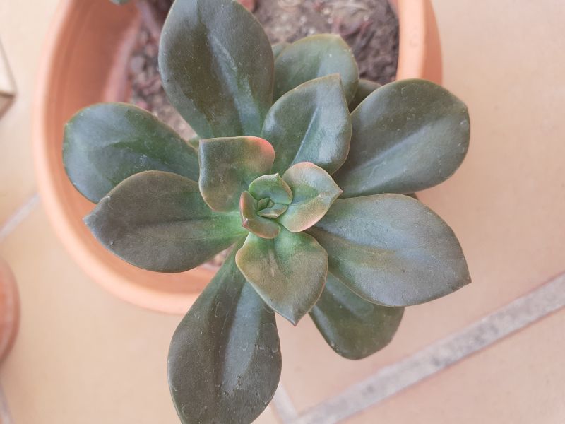 Una foto de Echeveria Chroma