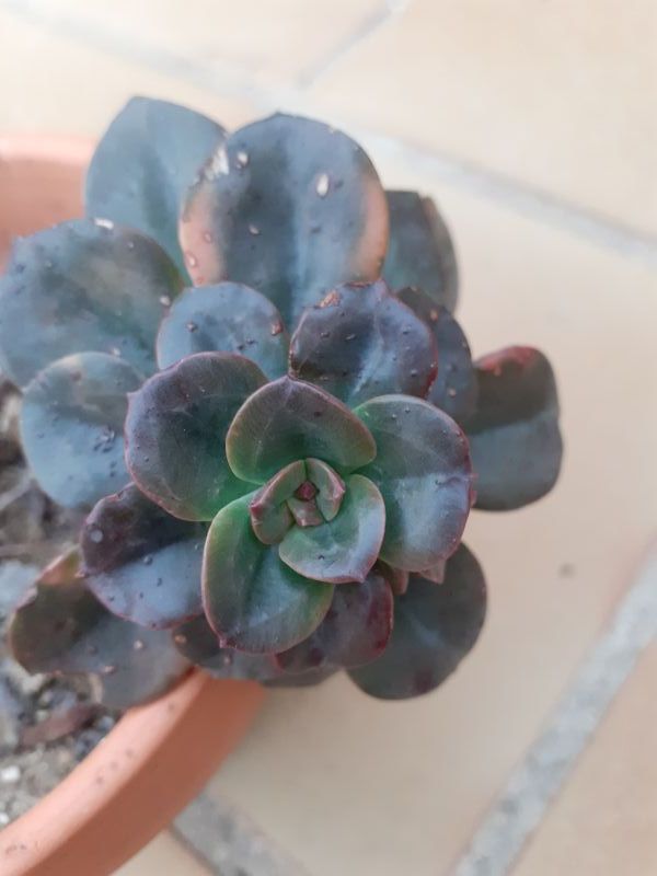 Una foto de Echeveria Chroma