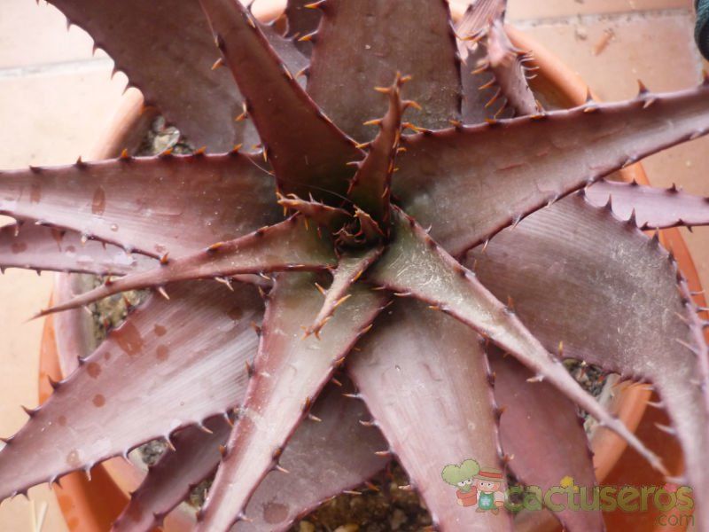 A photo of Aloe broomii